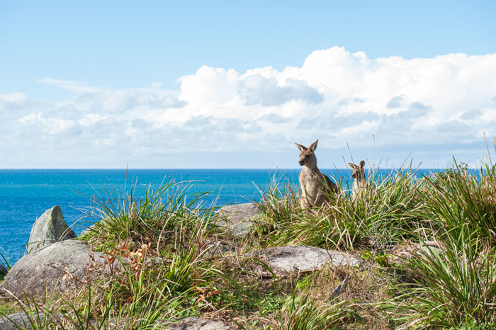 kangaroos